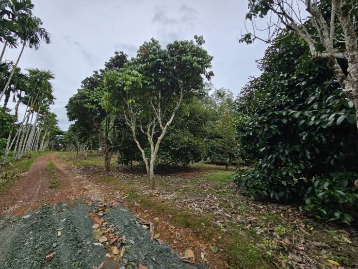 ขายสวนผลไม้ สวนผสม อำเภอท่าใหม่ จันทบุรี โฉนดพร้อมโอน รูปที่ 3