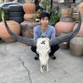 เขาควาย เขาควายป่า เขาควายไทย ไซต์ใหญ่ เขาควายแขวนผนัง เขาควายเก่า