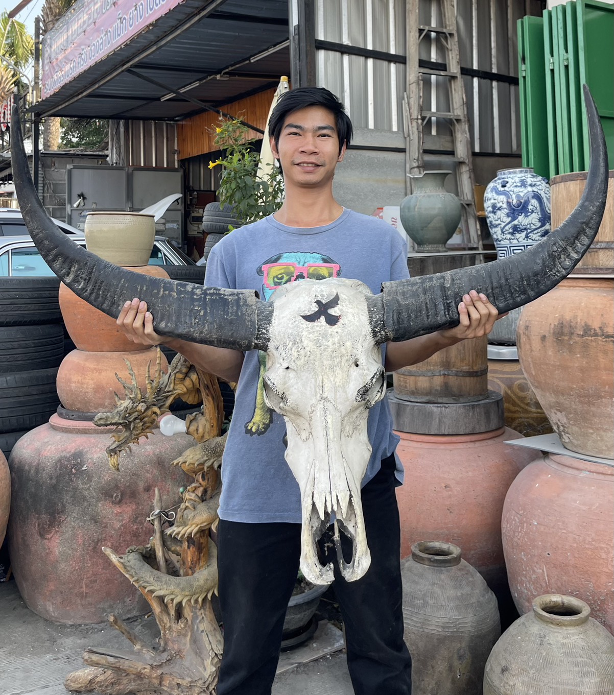 เขาควาย เขาควายป่า เขาควายไทย ไซต์ใหญ่ เขาควายแขวนผนัง เขาควายเก่า รูปที่ 3