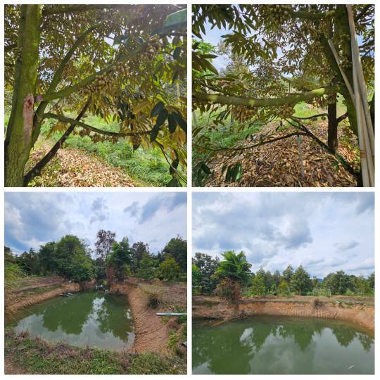 ขายที่ดินพร้อมสวนผลไม้ 5 ไร่ จันทบุรี ออกผลผลิตแล้ว สามารถดำเนินการต่อได้เลย รูปที่ 5