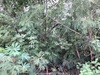 รูปย่อ ขายที่ดิน คลองสาม 1 ไร่ คลองหลวง จ.ปทุมธานี รูปที่1