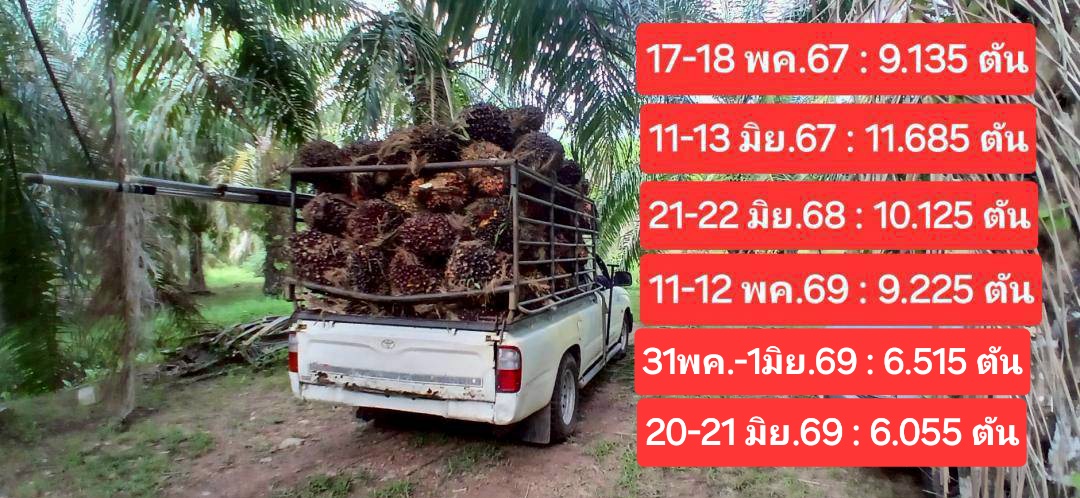 ขายสวนปาล์มน้ำมันและยางพาราโฉนด 25 ไร่ ใกล้หาดทุ่งวัวแล่นเพียง 5 นาที ต.สะพลี ปะทิว ชุมพร รูปที่ 6