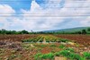 รูปย่อ ขายที่ดิน(เจ้าของขายเอง) ติดถนนสุรนารายณ์ (205) โฉนดครุฑแดง 16 ไร่ 1 งาน 45 ตารางวา ลพบุรี  รูปที่4