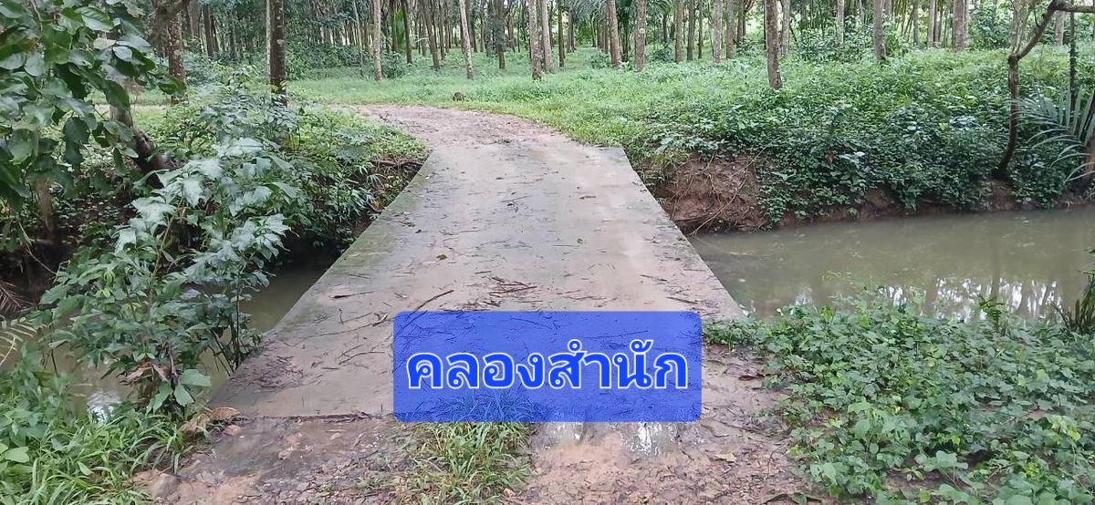 ขายสวนปาล์มน้ำมันและยางพาราโฉนด 25 ไร่ ใกล้หาดทุ่งวัวแล่นเพียง 5 นาที ต.สะพลี ปะทิว ชุมพร รูปที่ 8