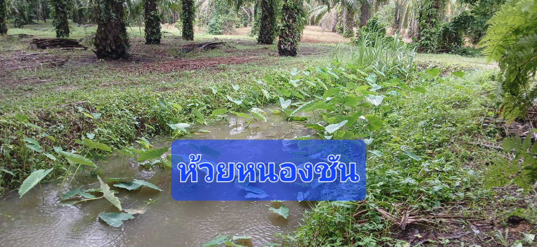ขายสวนปาล์มน้ำมันและยางพาราโฉนด 25 ไร่ ใกล้หาดทุ่งวัวแล่นเพียง 5 นาที ต.สะพลี ปะทิว ชุมพร รูปที่ 9