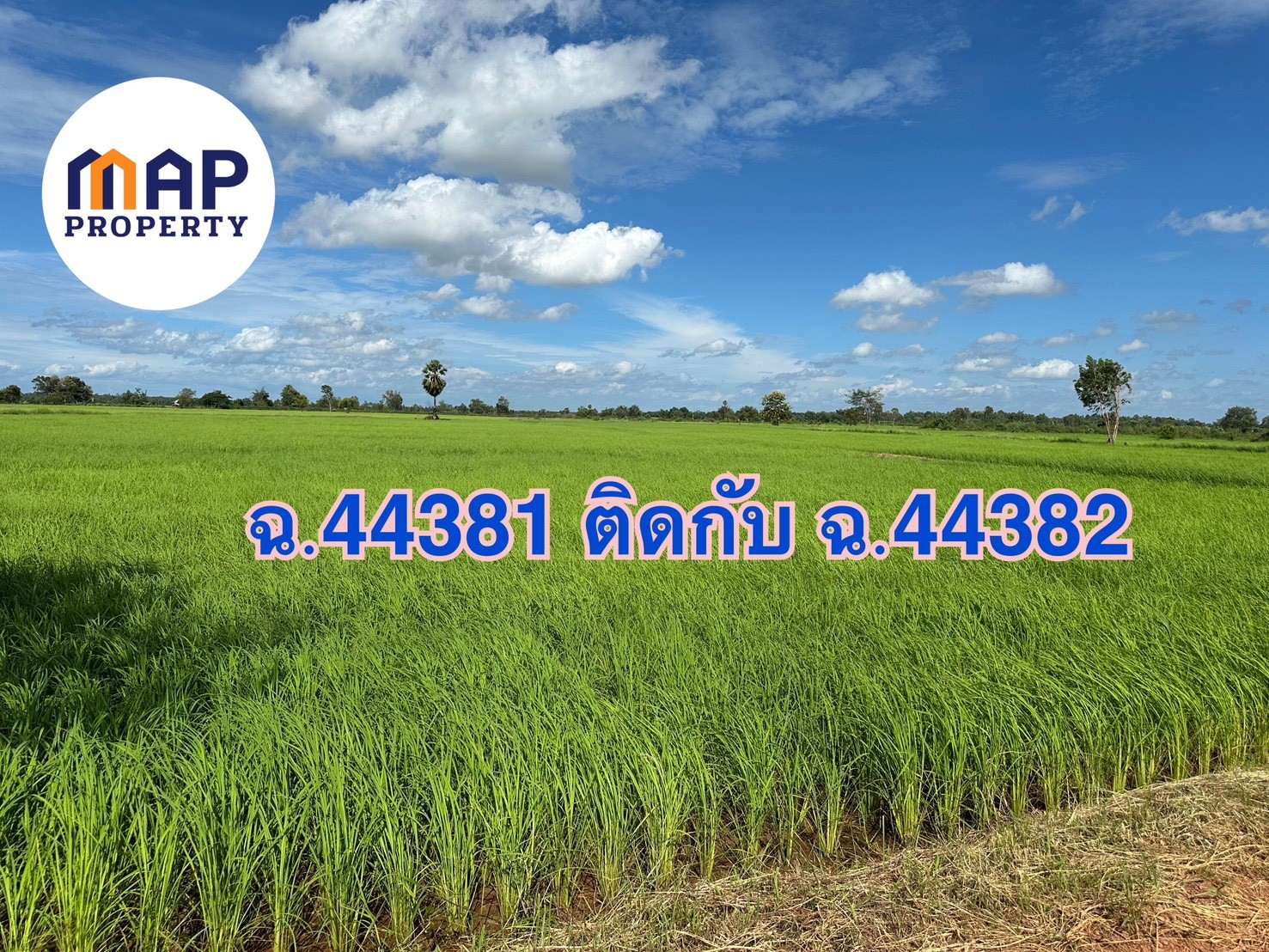 โอกาสทองนักลงทุน! และเกษตรกร ขายที่นาแปลงใหญ่ 18 ไร่ รวม 2 โฉนด มีน้ำใช้ตลอดปี เหมาะทำนาข้าว รูปที่ 5