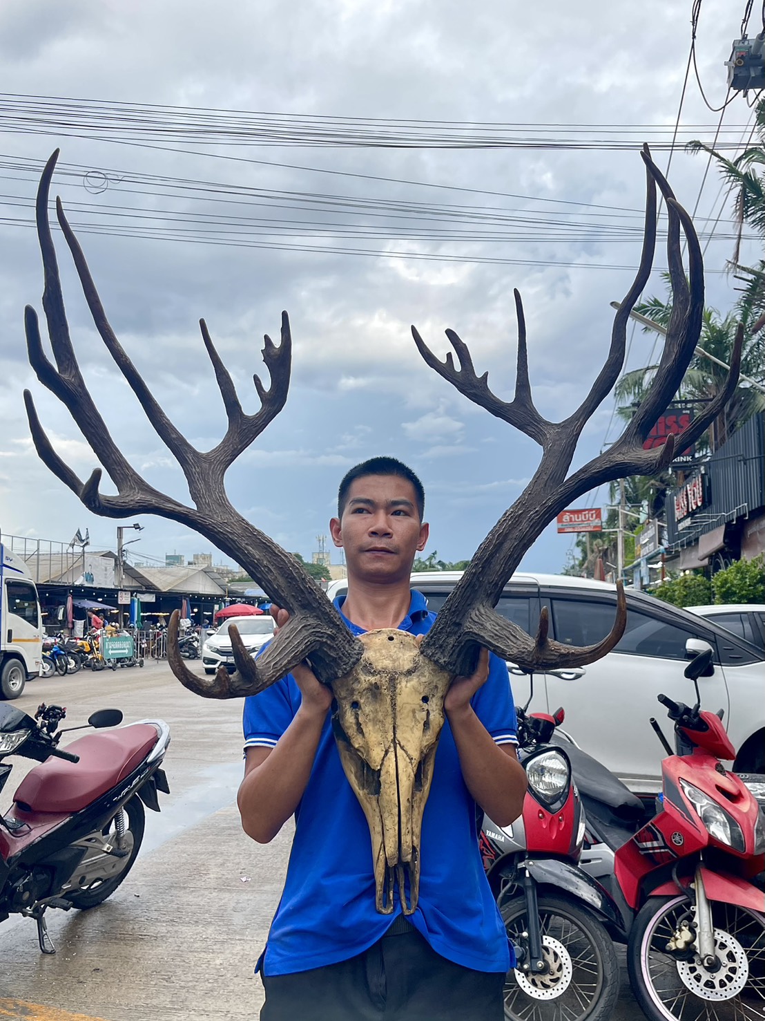 เขาสมัน เขากวางเรซิ่น เลียนแบบธรรมชาติ สวยสมจริง ชิ้นใหญ่ อลังการ รูปที่ 3