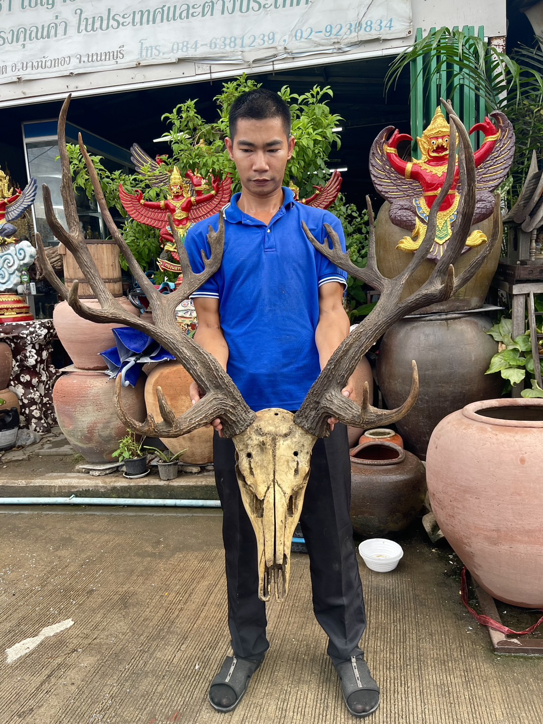 เขาสมัน เขากวางเรซิ่น เลียนแบบธรรมชาติ สวยสมจริง ชิ้นใหญ่ อลังการ รูปที่ 7
