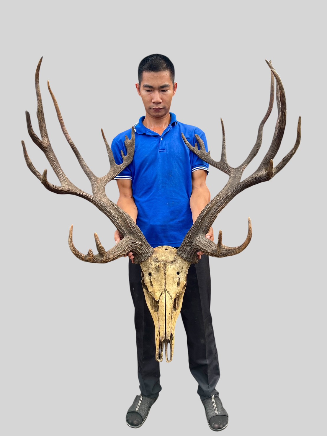 เขากวางเรซิ่น สมัน ชิ้นใหญ่ สวยสมจริง เลียนแบบธรรมชาติ สุดอลังการ รูปที่ 3