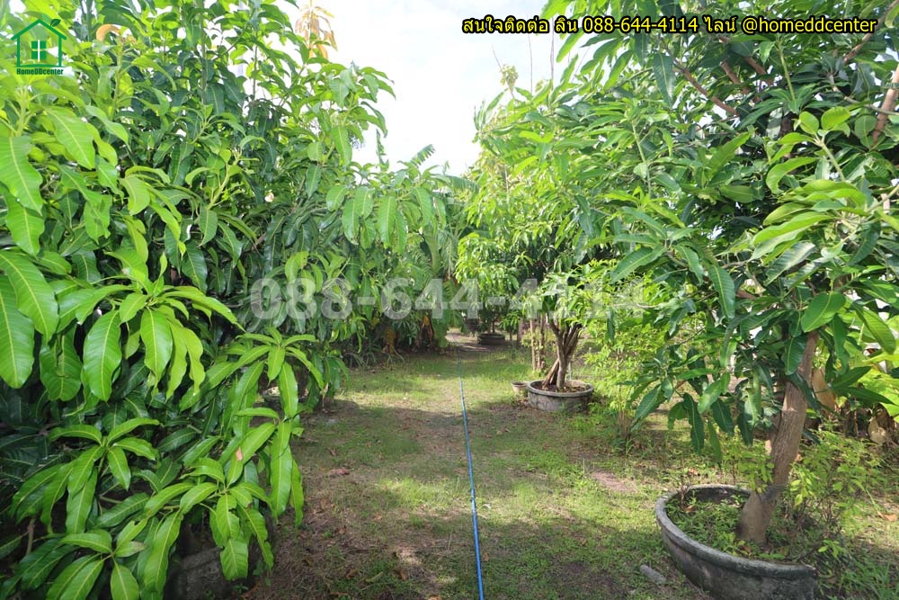 ขายที่ดินพร้อมบ้านสวนติดคลอง ลาดกระบัง 1-1-79 ไร่ (579 ตร.ว.) ถมแล้ว รั้วครบ ใกล้สุวรรณภูมิ มอเตอร์เวย์ & ม.พระจอมเกล้าลาดกระบัง (สจล.) รูปที่ 6