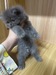 รูปย่อ แมว รูปที่2