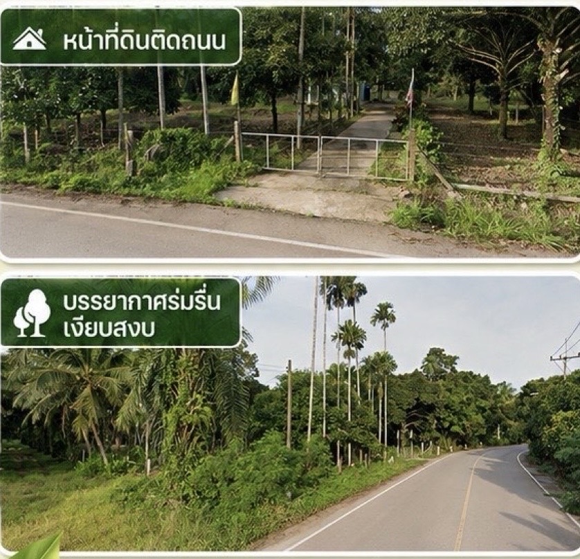 ขายสวนมังคุดพร้อมบ้านพัก ต.บางนําจืด อ.หลังสวน จ.ชุมพร รูปที่ 3