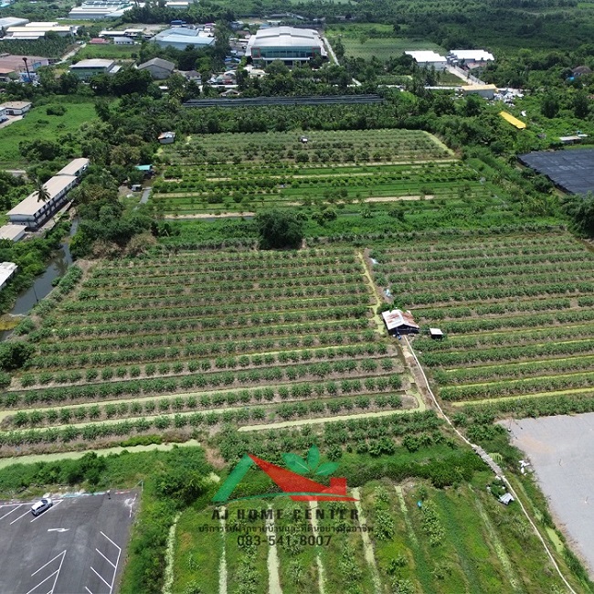 ขายที่ดินเปล่า64-1-49.3ไร่ หน้าวัดศรีนวล ซ.เพชรเกษม81 ผังสีเขียว  รูปที่ 4