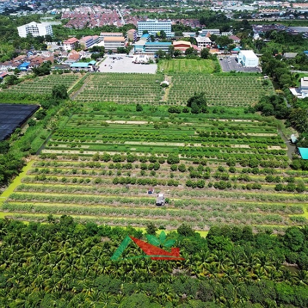 ขายที่ดินเปล่า64-1-49.3ไร่ หน้าวัดศรีนวล ซ.เพชรเกษม81 ผังสีเขียว  รูปที่ 5