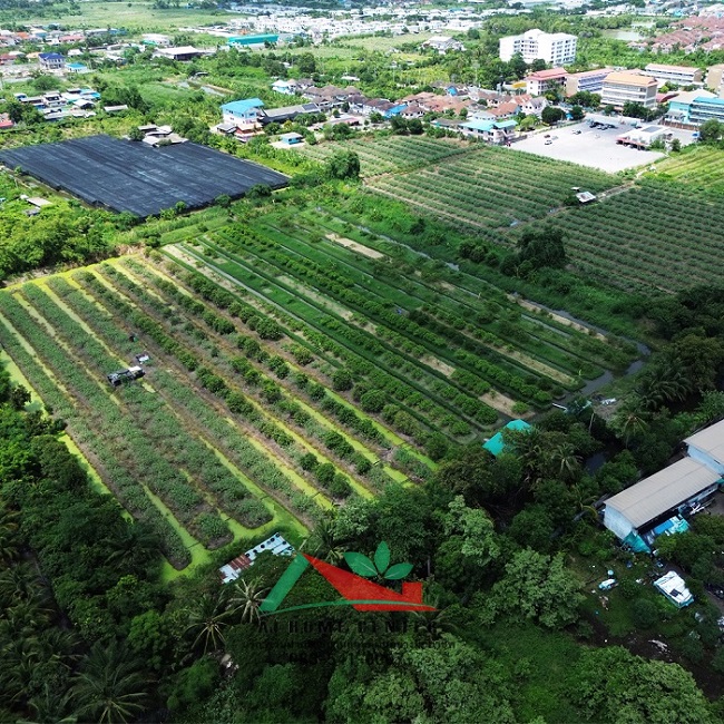ขายที่ดินเปล่า64-1-49.3ไร่ หน้าวัดศรีนวล ซ.เพชรเกษม81 ผังสีเขียว  รูปที่ 3