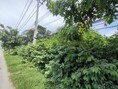 สะสมที่ดินทำเลเด่น! แปลงสวย 100 ตร.วา ติดถนนมาลัยแมน ใกล้แยกวังขอน  สุพรรณบุรี